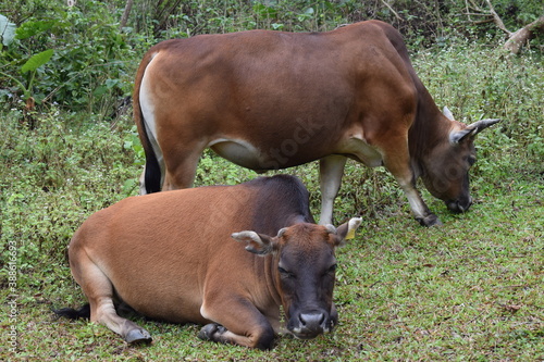 cow on the pasture