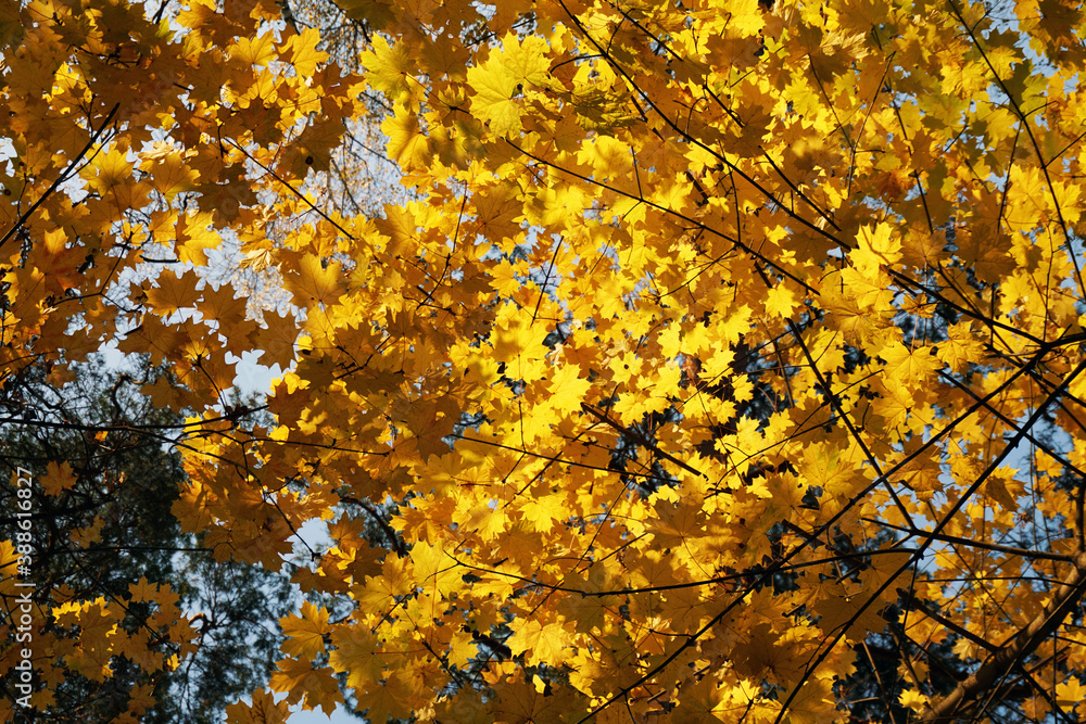 Background from yellow autumn maple leaves. Background from yellow autumn maple leaves.