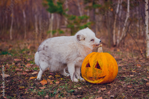 Arctic foxes of white color in autumn against a background of yellow foliage eating a large orange pumpkin for halloween in the forest