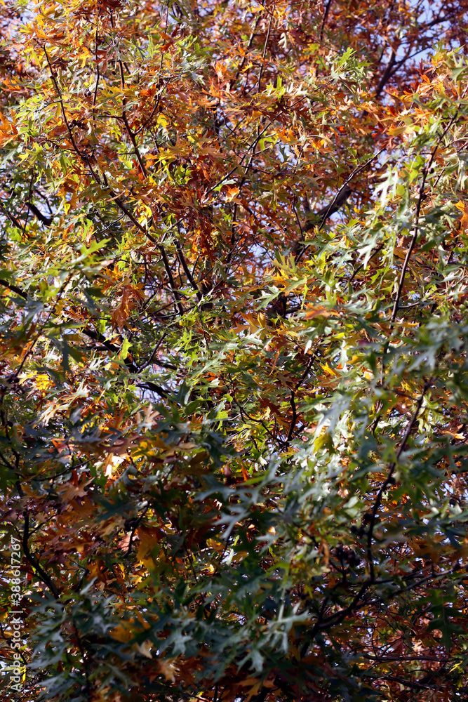 View of a forest in autumn colors