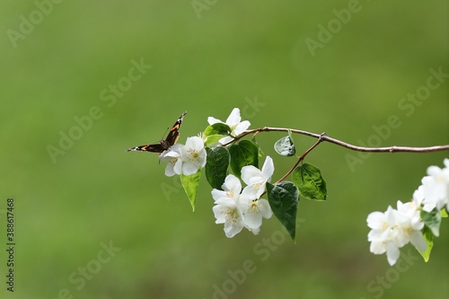 butterfly, Red Admiral, collecting nectar of white flowers(sweet mock oranges, Philadelphus coronarius )
