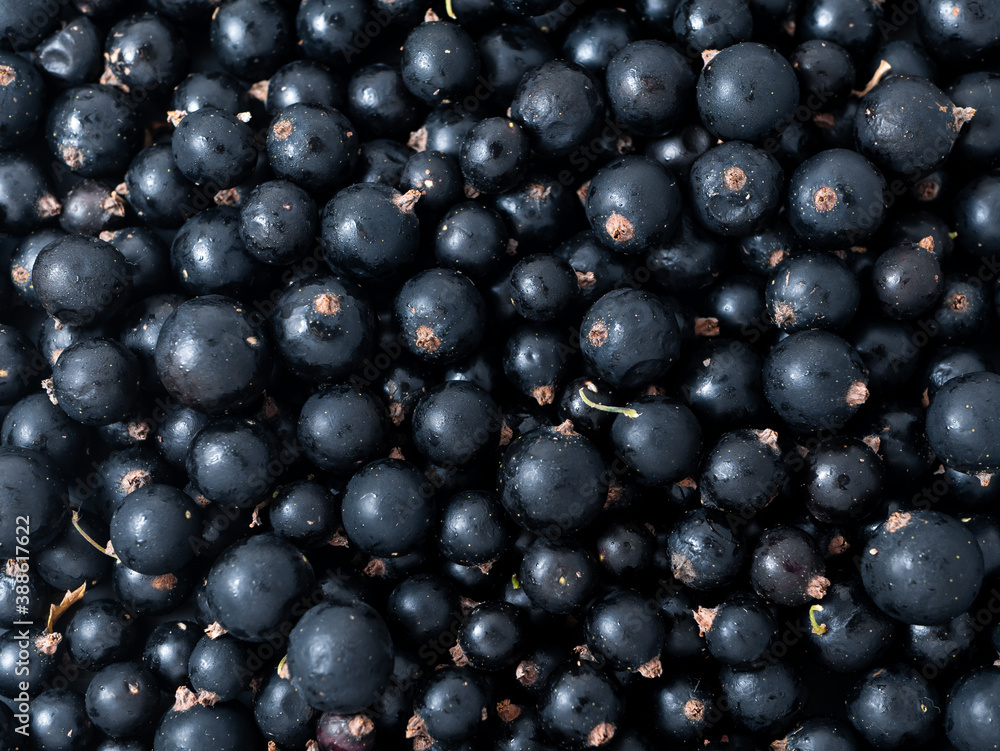 Fresh ripe black currant. Summer vitamins close up Fresh ripe black currant. Summer vitamins close up
