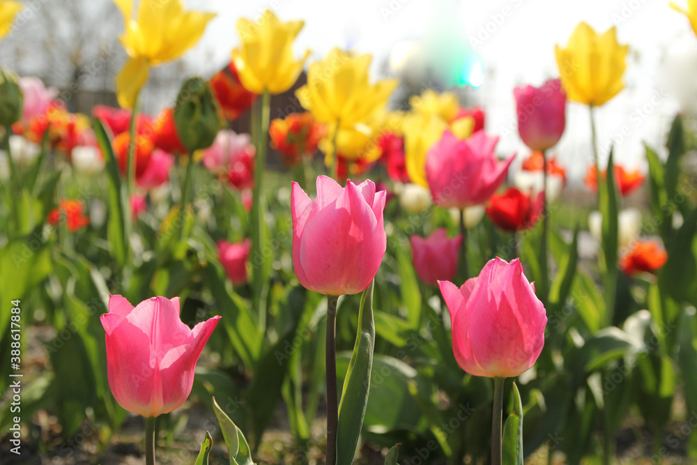 a beautiful group of tulips in the flower garden with pink tulips in the front and yellow and red tulips in the background in zeeland, holland in springtime a beautiful group of tulips in the flower garden with pink tulips in the front and yellow and red tulips in the background in zeeland, holland in springtime