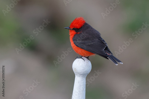 Scarlet Flycatcher (Pyrocephalus rubinus) in Pichincha Province, Ecuador