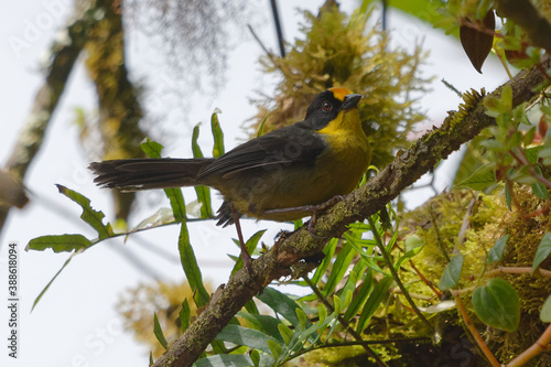 Pale-naped Brushfinch (Atlapetes pallidinucha) in Tungurahua  province, Ecuador photo
