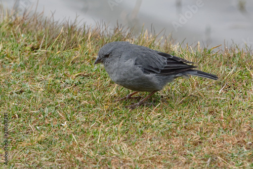 Plumbeous Sierra Finch (Phrygilus unicolor) in Cotopaxi Province, Ecuador photo