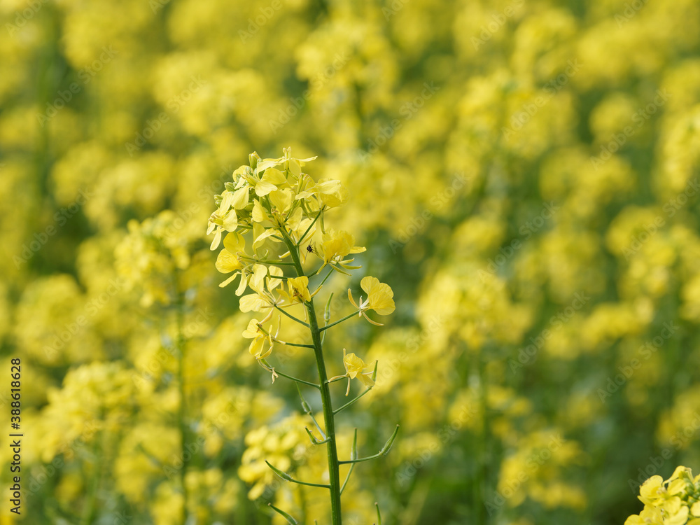 (Brassica napus) Raps im Herbst - Blütenstandes mit Blütenknospen und geöffneten Blüten mit gelben Kronblätter (Brassica napus) Raps im Herbst - Blütenstandes mit Blütenknospen und geöffneten Blüten mit gelben Kronblätter