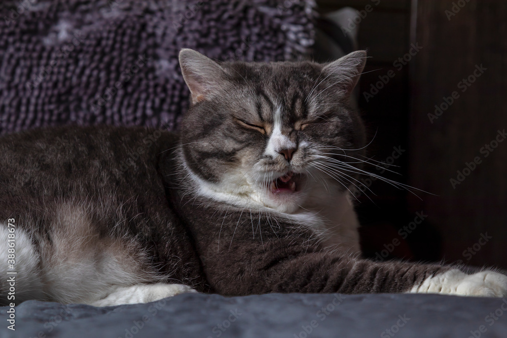 Yawning young British cat sleeping on a Comfortable Bed Close Up