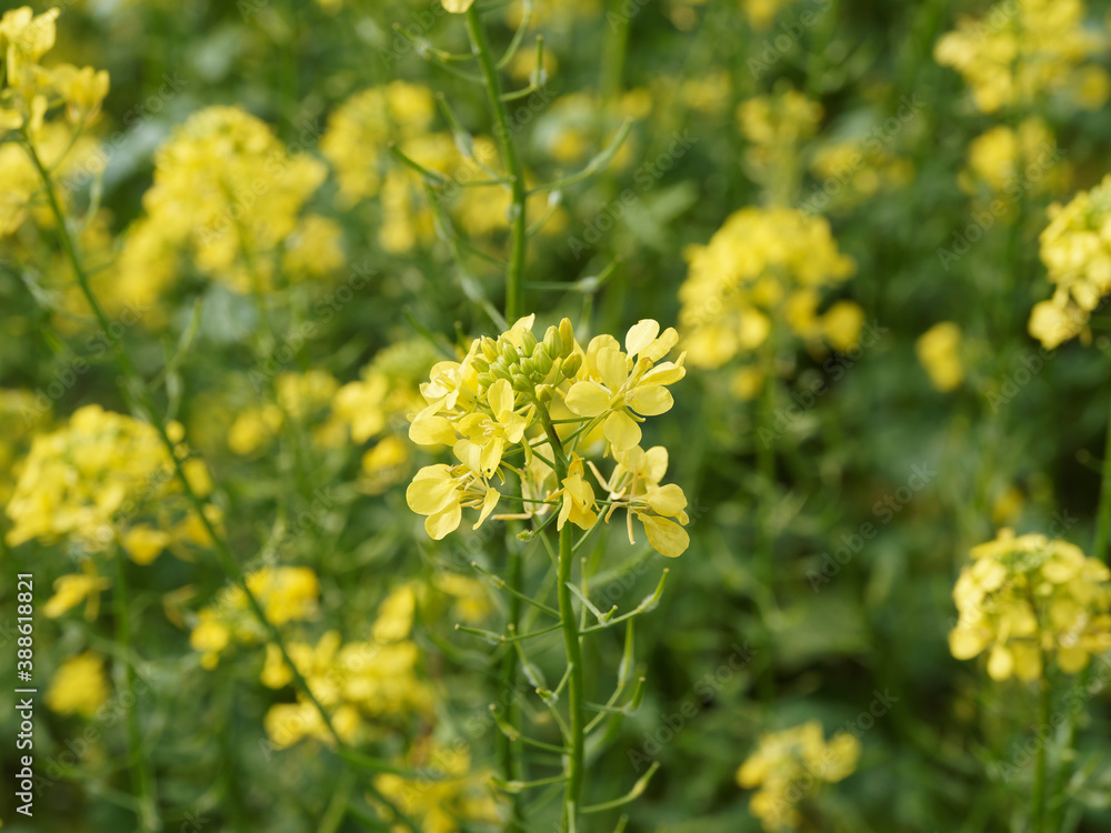 (Brassica napus) Gelbe Blüten von Raps (Brassica napus) Gelbe Blüten von Raps