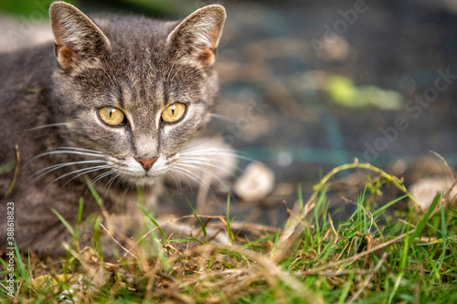 piękny młody kotek, kocie oczy © Piotr