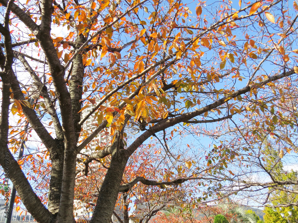 Fototapeta premium 秋色の木々と青空