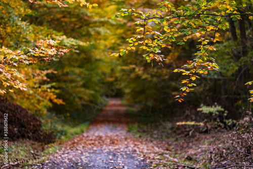 Selektiver Fokus auf herbstliche Blätter entlang einem einsamen Feldweg in einem deutschen Mischwald