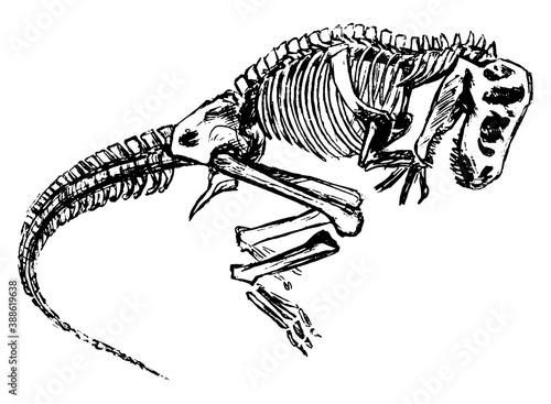 Dinosaur skeleton sketch. Hand drawn vector contour illustration. Realistic retro graphic drawing isolated on white. Single black doodle element for design prints, poster, decor, typography, sticker.
