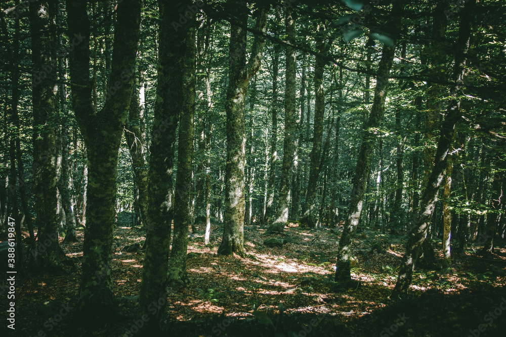 Obraz premium bosque frondoso