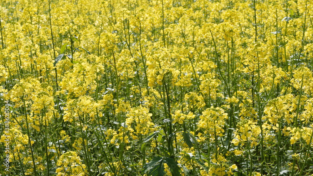 Obraz premium (Brassica napus) Gelbe Blüten von Raps