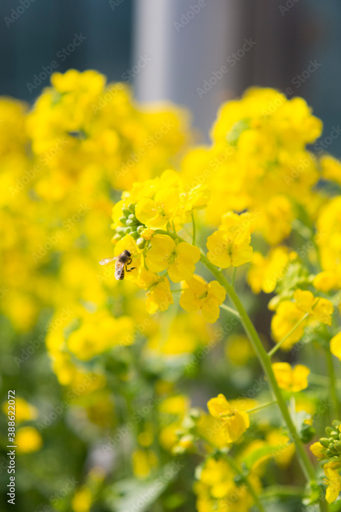 Obraz premium 菜の花と蜜蜂