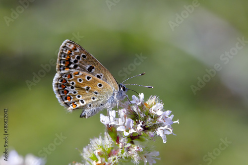 Wallpaper Mural Close-up photo of a very very  little butterfly in a nature environment. Ultra high resolution photo, suitable for extra large print. the Chapman's blue, Polyommatus thersites. Torontodigital.ca