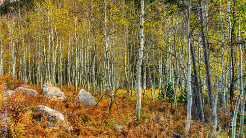 Autumn forest