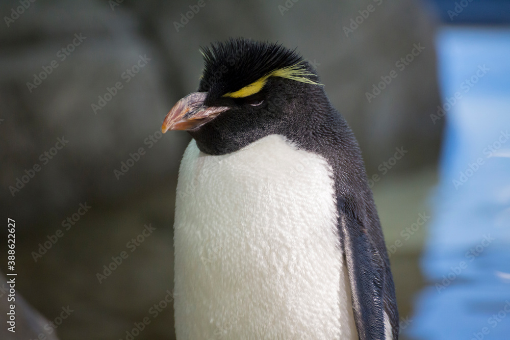 Naklejka premium イワトビペンギン