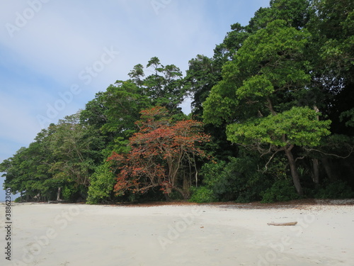 Isole Andamane - spiaggia e alberi