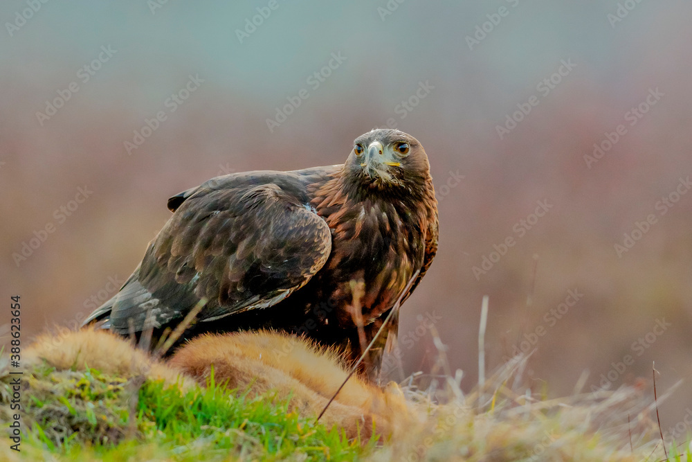 Close-up portrait of Golden Eagle with hunted fox in natural environtment, Aquila chrysaetos.