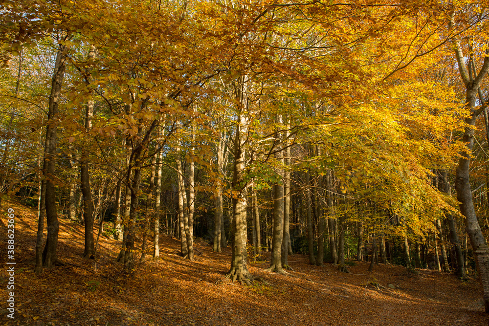 Fototapeta premium Autumn colorfully trees in a forest background