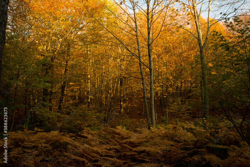 Autumn colorfully trees in a forest background