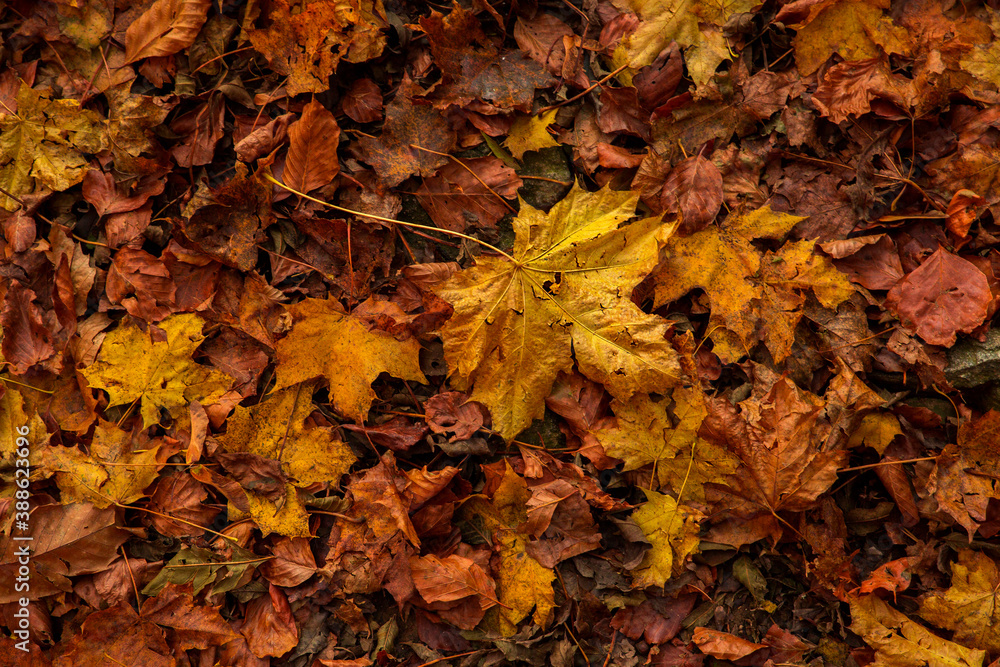 Autumn colorfully leaves background