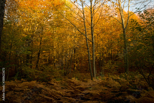 Autumn colorfully trees in a forest background