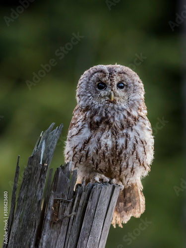 Close-up portrait of a beautiful owl in the backlight of the morning sunshine on a neutral background of a green forest. Tawny Owl, Strix aluco.