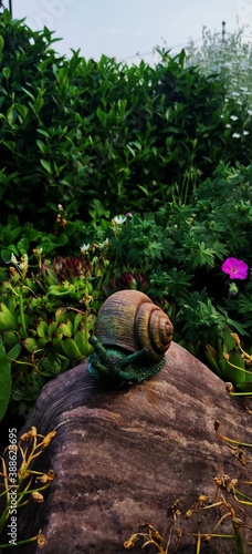 Big snail in the garden