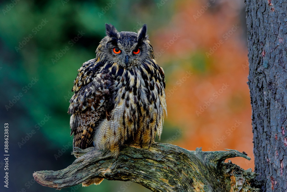Obraz premium Close-up portrait of a great strong brown owl with huge red eyes on a red and green trees background. Eurasian Eagle Owl, Bubo bubo