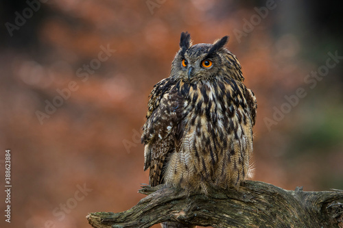 Close-up portrait of a great strong brown owl with huge red eyes on a red and green trees background. Eurasian Eagle Owl, Bubo bubo