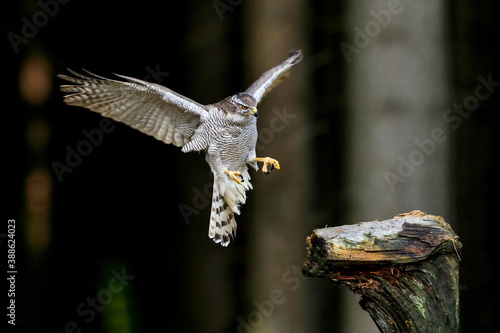 Bird of prey landing in a dark forest. Close-up portrait. Goshawk  Accipiter gentilis