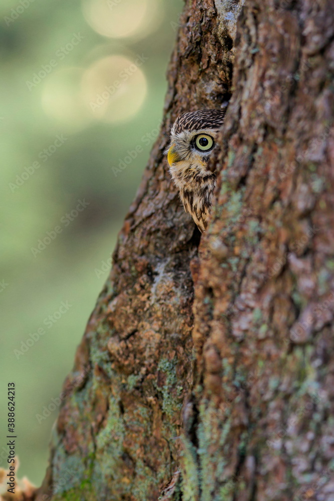 Obraz premium Close -up portrait of a brown owl with shining yellow eyes and a yellow beak. Little Owl, Athene noctua.