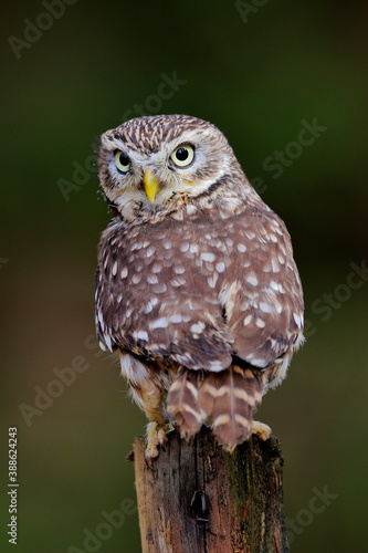 Close -up portrait of a brown owl with shining yellow eyes and a yellow beak. Little Owl, Athene noctua.
