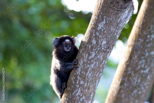 Brazilian titi monkey Callithrix jacchus in the forest of Rio de Janeiro, Brazil. photo