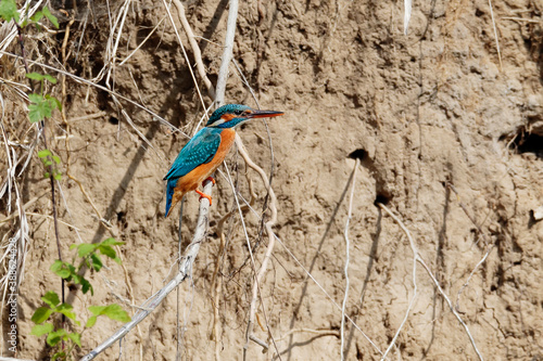 Close-up portrait of female of kingfisher waiting on a twig near the nest to her husband. Common Kingfisher, Alcedo atthis