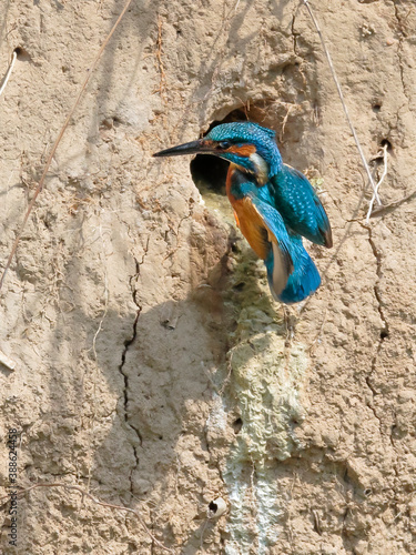 Close-up photo of kingfisher starting out of the nest. Common Kingfisher, Alcedo atthis