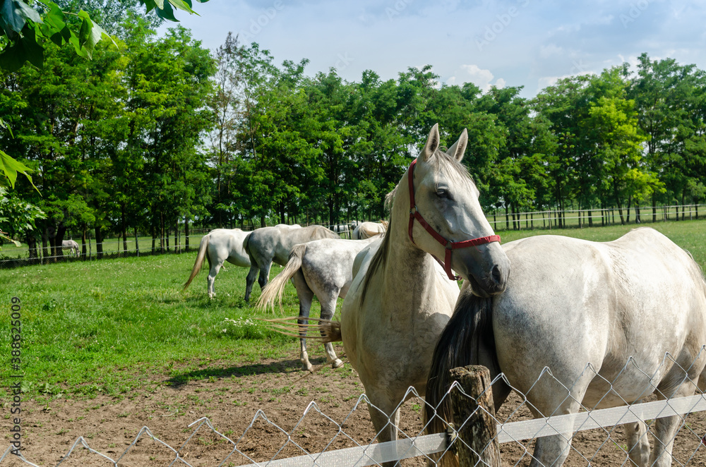 Fototapeta premium White horses standing on a farmland near a fence