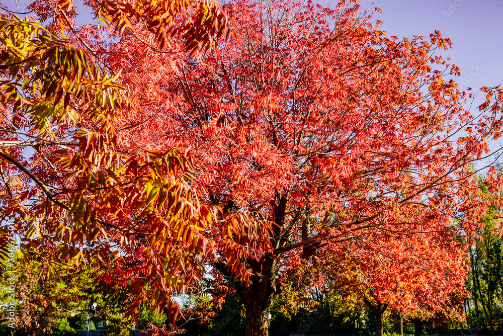 red and yellow autumn leaf colors on tree branches against blue sky red and yellow autumn leaf colors on tree branches against blue sky