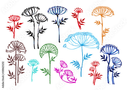 umbrella-shaped flower, angelica graphics,botany, hand-drawn liner, illustration photo