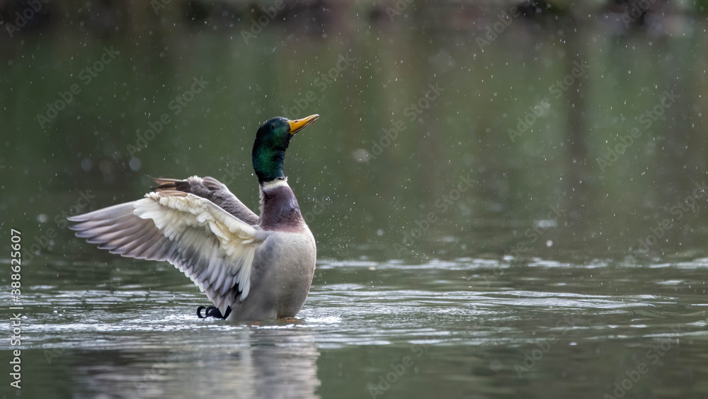 Obraz premium ente, bird, stockente, wasser, see, teich, natur, tier, wild lebende tiere,