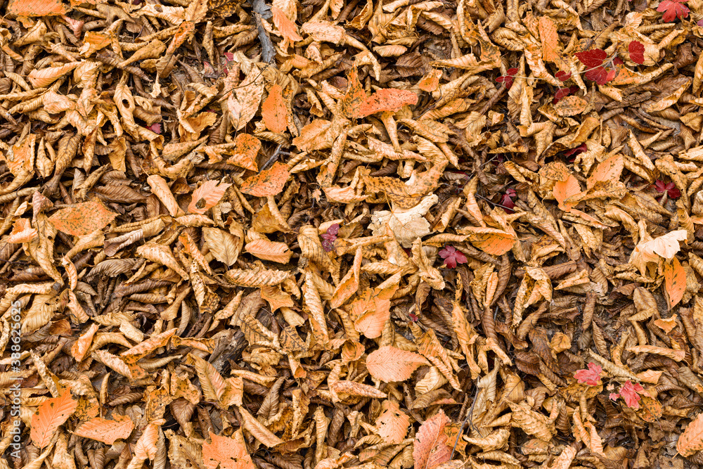 textured natural leaf cover in autumn, backdrop for your design textured natural leaf cover in autumn, backdrop for your design