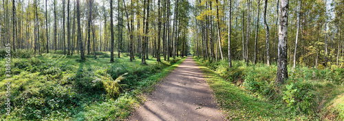 Panorama of first days of autumn in a park, long shadows, blue sky, Buds of trees, Trunks of birches, sunny day, path in the woods, yellow leafs