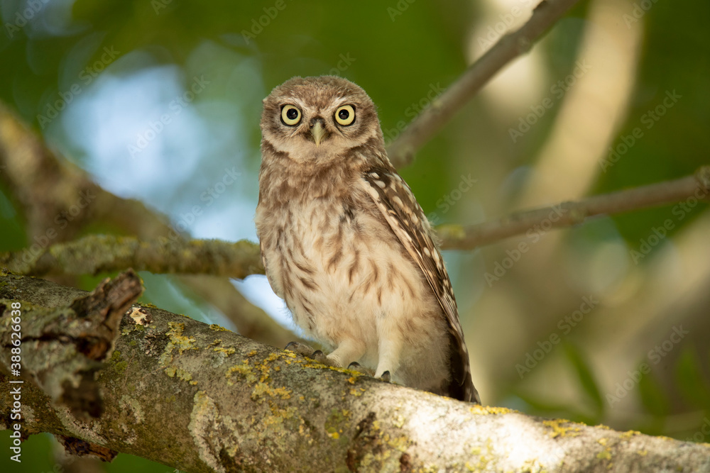 Young Little Owl (Athene Noctua) on a branch Young Little Owl (Athene Noctua) on a branch