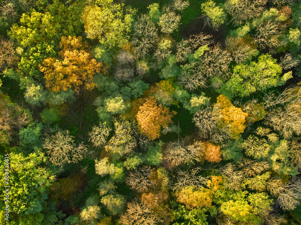 Aerial, vertical shot of a colorful autumn lowland forest. Orange, yellow and green trees. Autumn on the Moravian lowlands, Czech Republic. Aerial, vertical shot of a colorful autumn lowland forest. Orange, yellow and green trees. Autumn on the Moravian lowlands, Czech Republic.