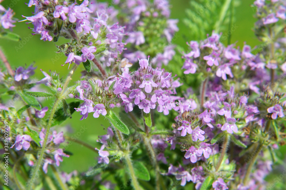 Thyme (Thymus serpyllum) blooms in nature Thyme (Thymus serpyllum) blooms in nature