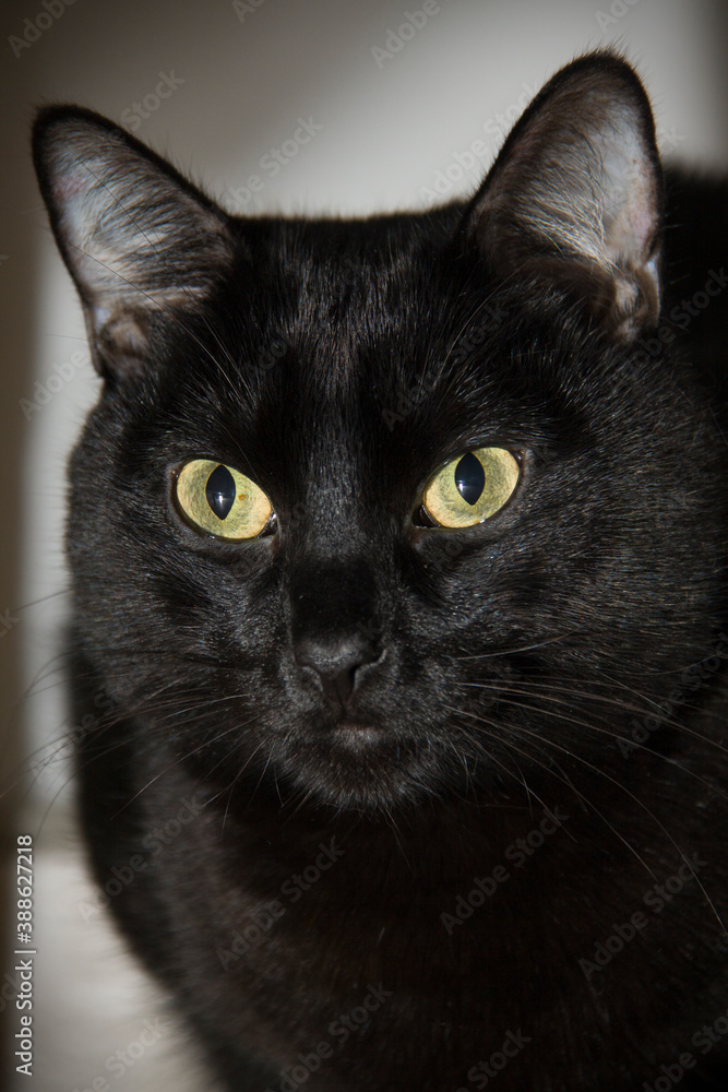 Horizontal CloseUp Of A Black Cat With Yellow Eyes And Pointed Ears