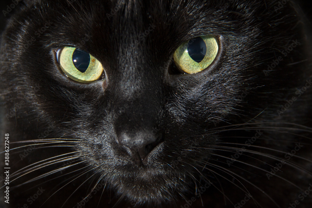 Horizontal CloseUp Of Black Cat’s Face Looking At Camera With Defiant Eyes Horizontal CloseUp Of Black Cat’s Face Looking At Camera With Defiant Eyes